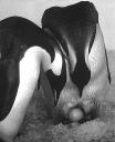 pingviner-1.jpg